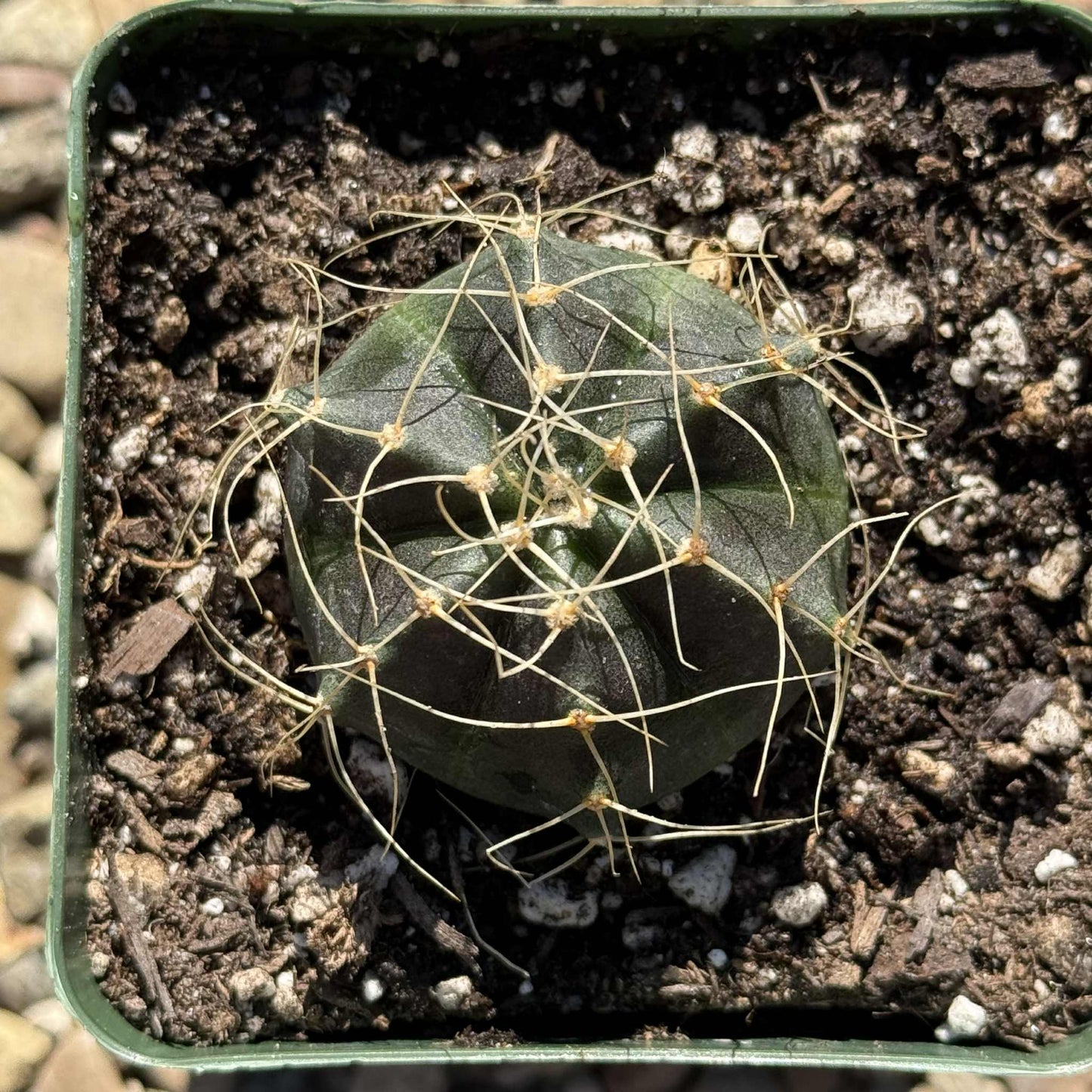 Echinocereus knippelianus v. reyesii - 4 Inch - Cactus - DesertScapeSucculent