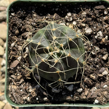 Echinocereus knippelianus v. reyesii - 4 Inch - Cactus - DesertScapeSucculent