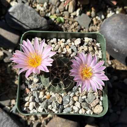 DesertScapeSucculent Cactus 4 Inch Echinocereus knippelianus v. reyesii
