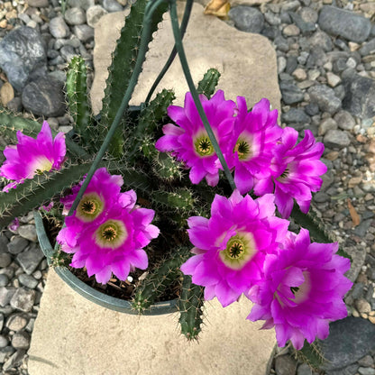 DesertScapeSucculent Cactus Echinocereus pentalophus 'Ladyfinger Cactus'