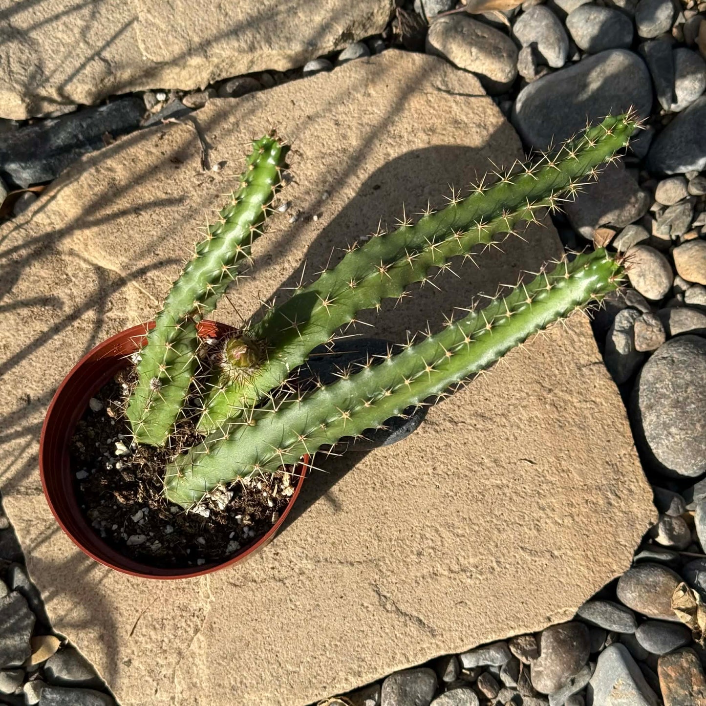 DesertScapeSucculent Cactus Echinocereus pentalophus 'Ladyfinger Cactus'