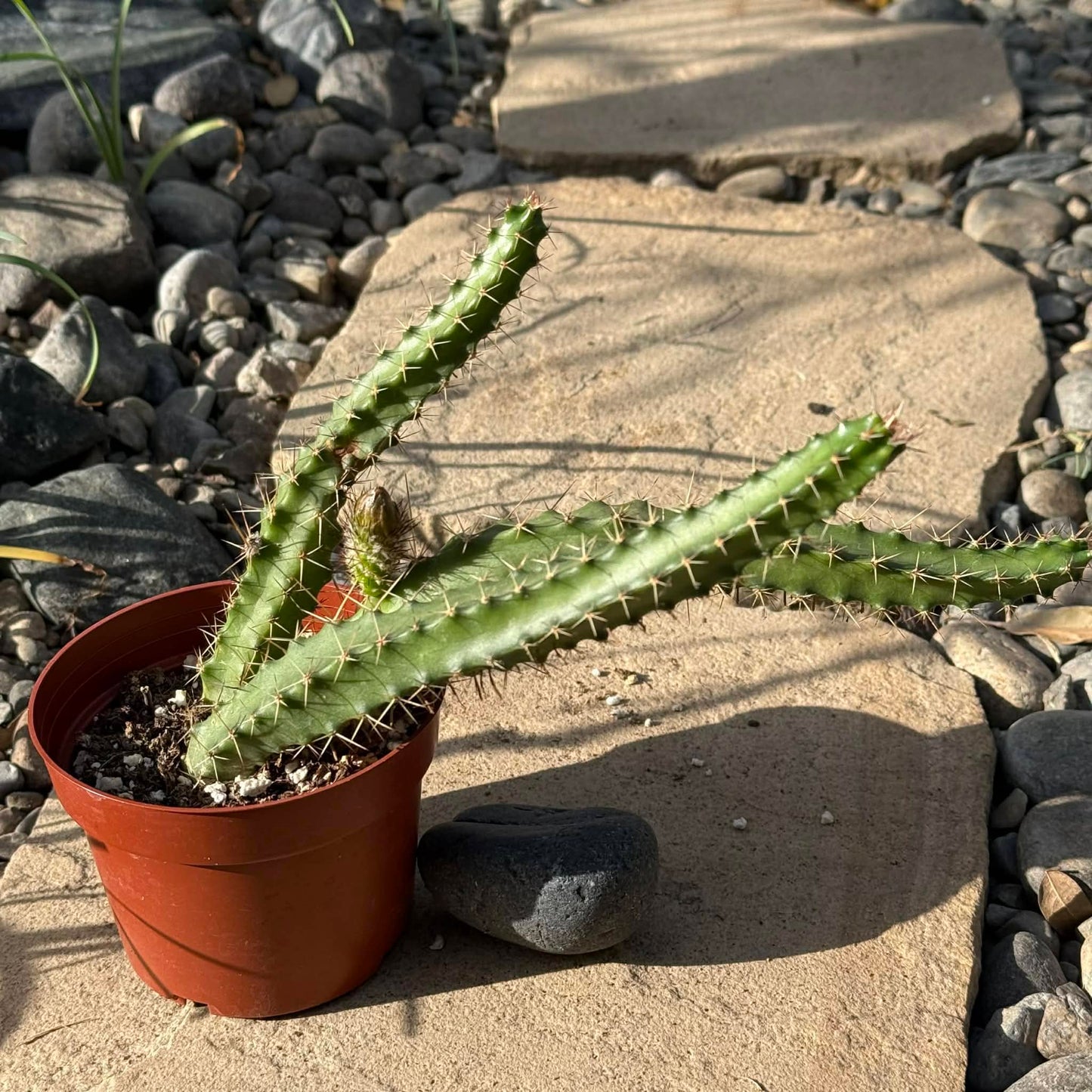 DesertScapeSucculent Cactus 4 Inch Assorted Echinocereus pentalophus 'Ladyfinger Cactus'