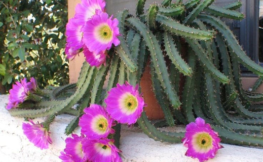 DesertScapeSucculent Cactus 8" Assorted Echinocereus pentalophus 'Ladyfinger Cactus'