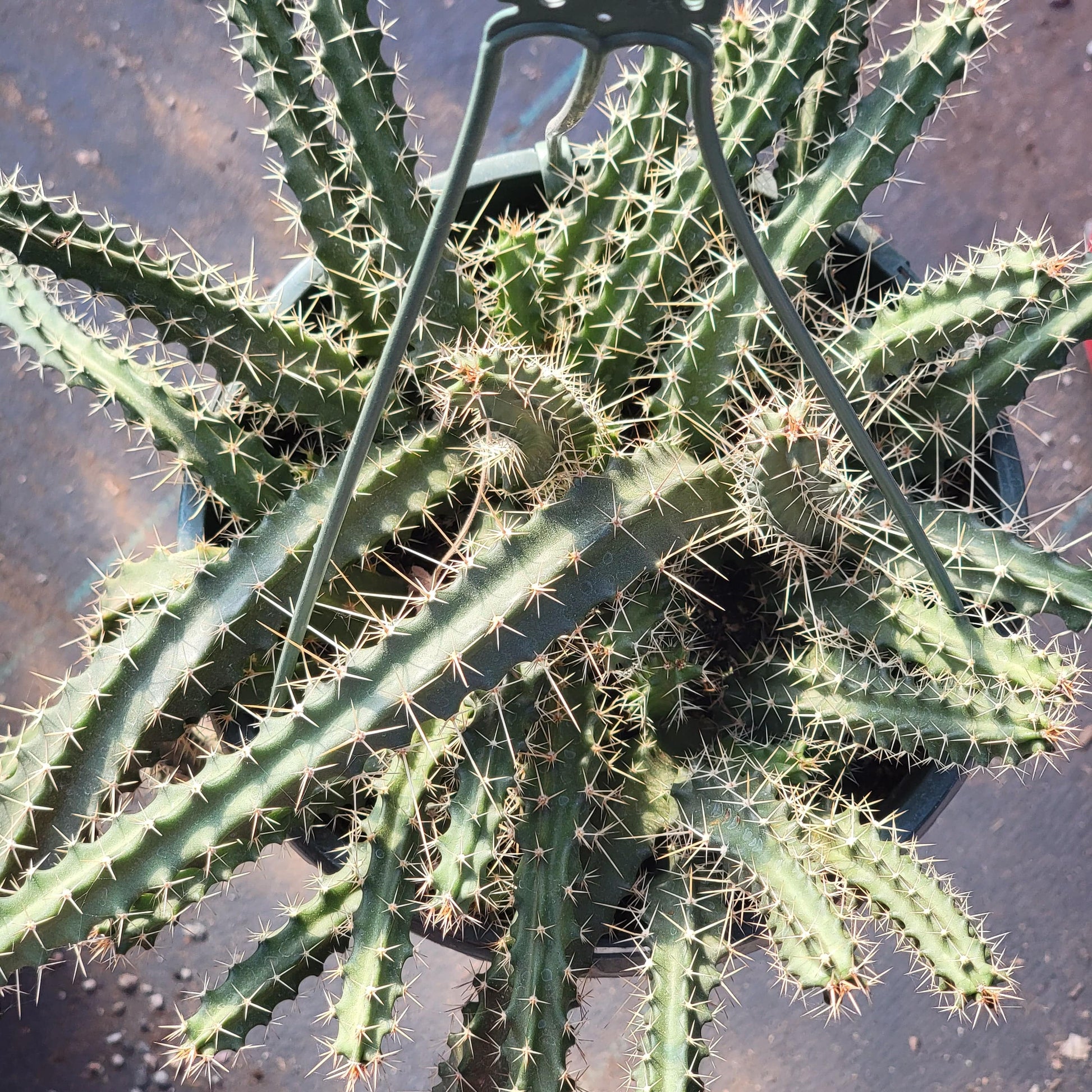 DesertScapeSucculent Cactus 8" Assorted Echinocereus pentalophus 'Ladyfinger Cactus'