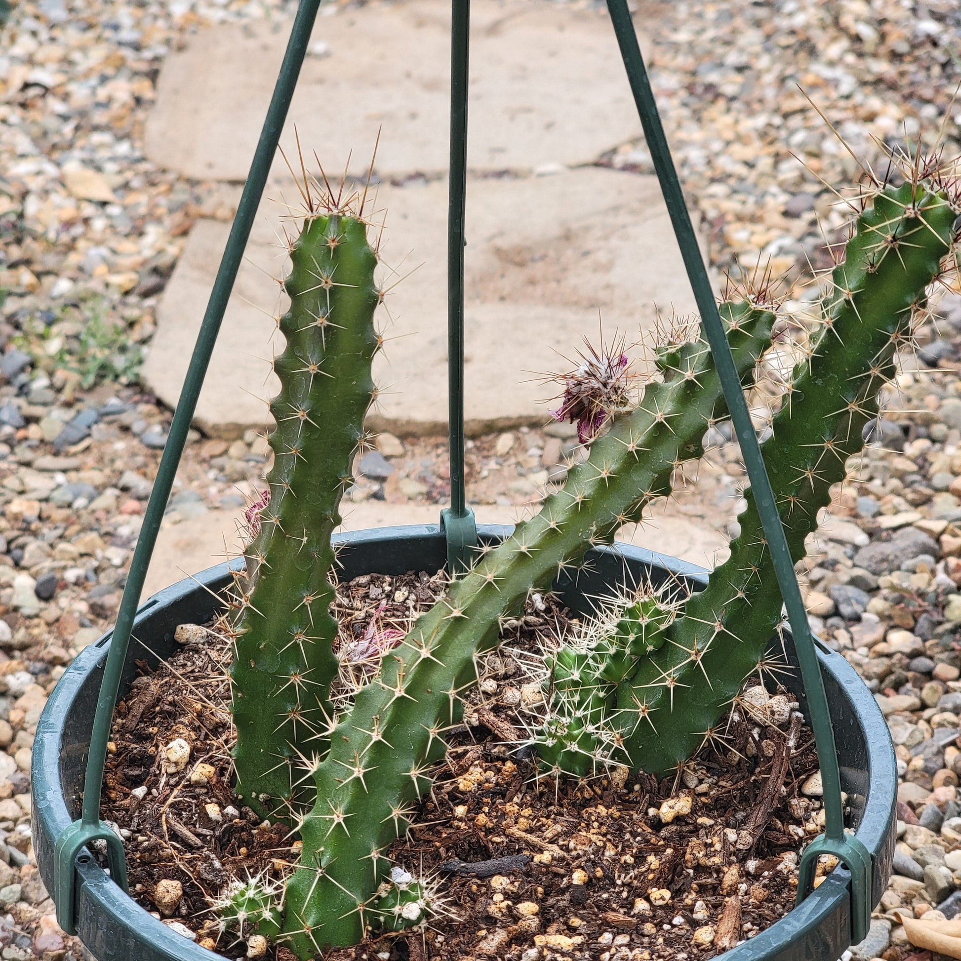 Echinocereus pentalophus 'Ladyfinger Cactus' - 6 Inch Assorted - Cactus - DesertScapeSucculent