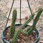 Echinocereus pentalophus 'Ladyfinger Cactus' - 6 Inch Assorted - Cactus - DesertScapeSucculent