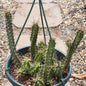 Echinocereus pentalophus 'Ladyfinger Cactus' - 8 Inch Assorted - Cactus - DesertScapeSucculent