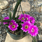 DesertScapeSucculent Cactus 8 Inch Assorted Echinocereus pentalophus 'Ladyfinger Cactus'