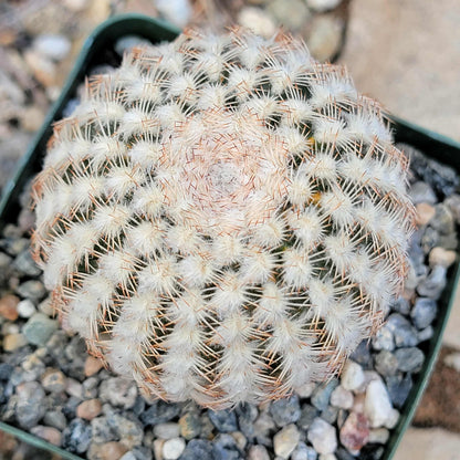 Echinocereus reichenbachii - 4 Inch - Cactus - DesertScapeSucculent