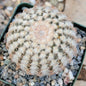 Echinocereus reichenbachii - 4 Inch - Cactus - DesertScapeSucculent
