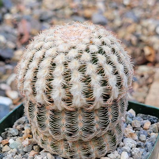Echinocereus reichenbachii - 4 Inch - Cactus - DesertScapeSucculent