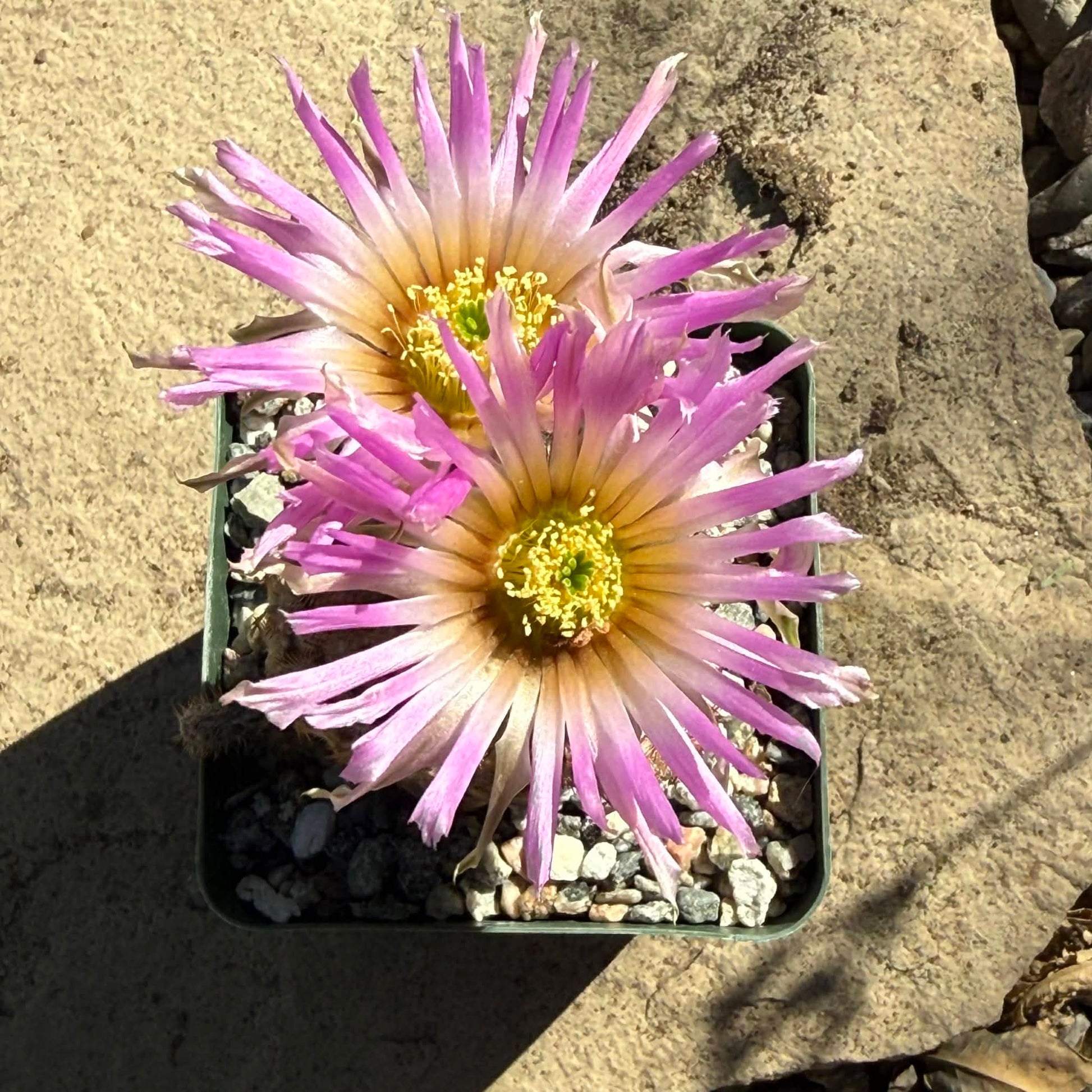 DesertScapeSucculent Cactus 4 Inch Echinocereus reichenbachii