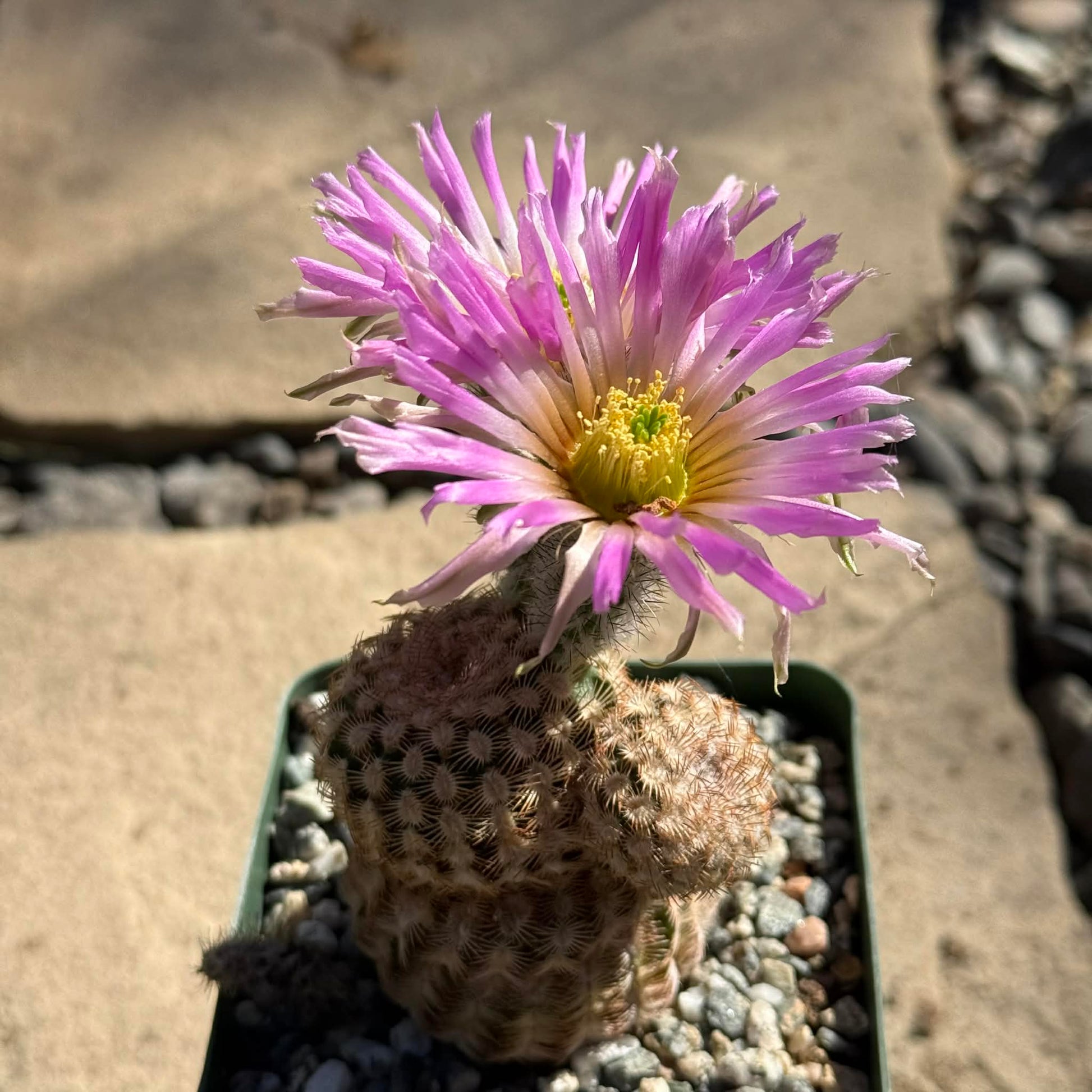 DesertScapeSucculent Cactus 4 Inch Echinocereus reichenbachii