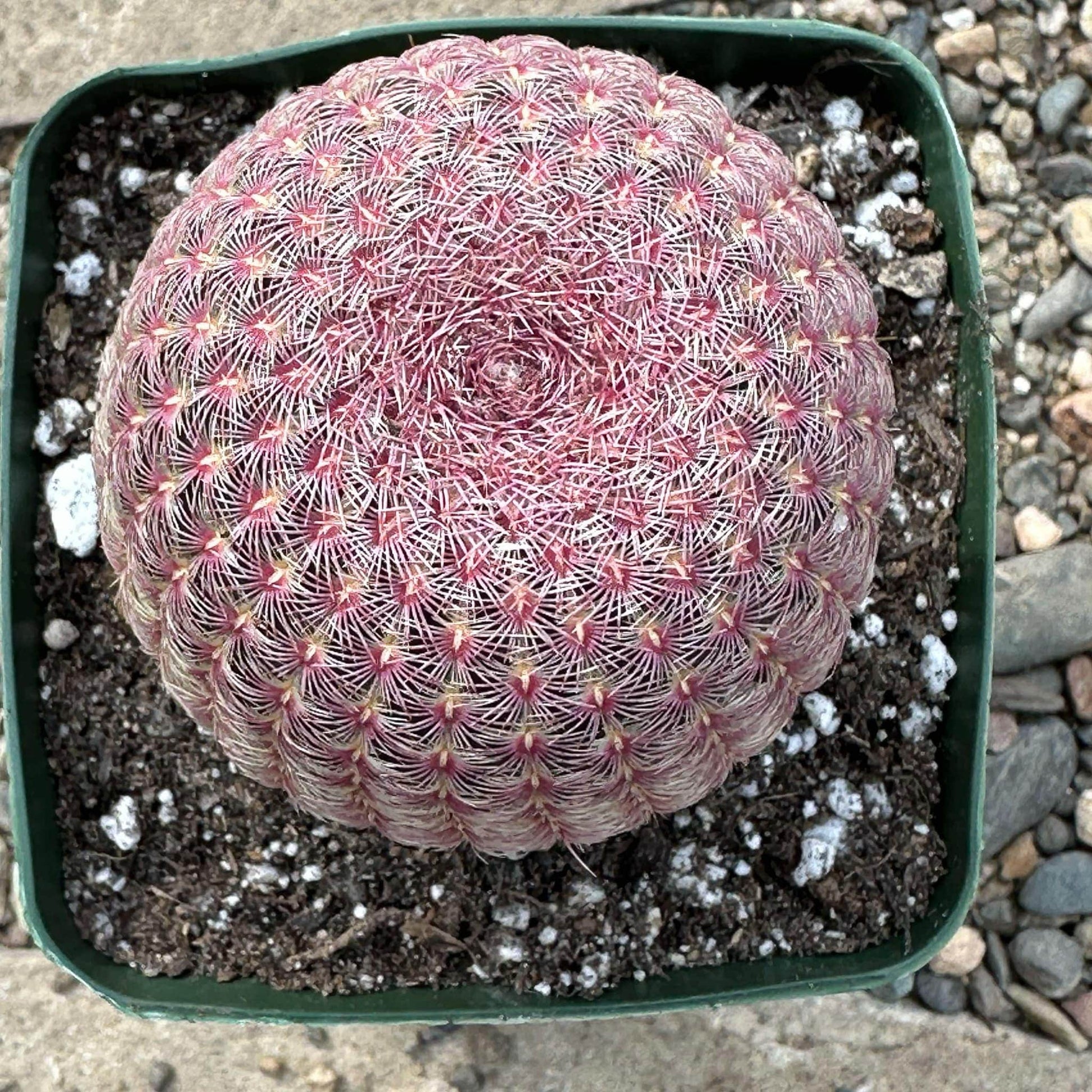 DesertScapeSucculent Cactus Echinocereus rigidissimus 'Rainbow Cactus'