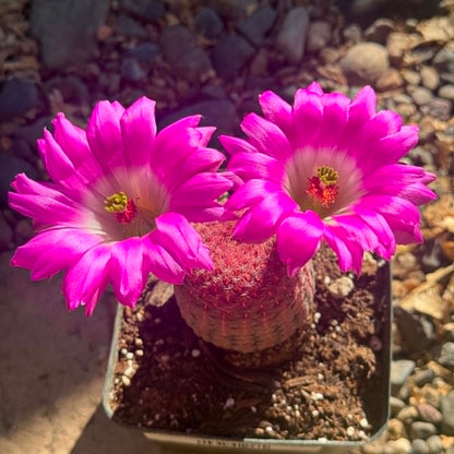 DesertScapeSucculent Cactus Echinocereus rigidissimus 'Rainbow Cactus'