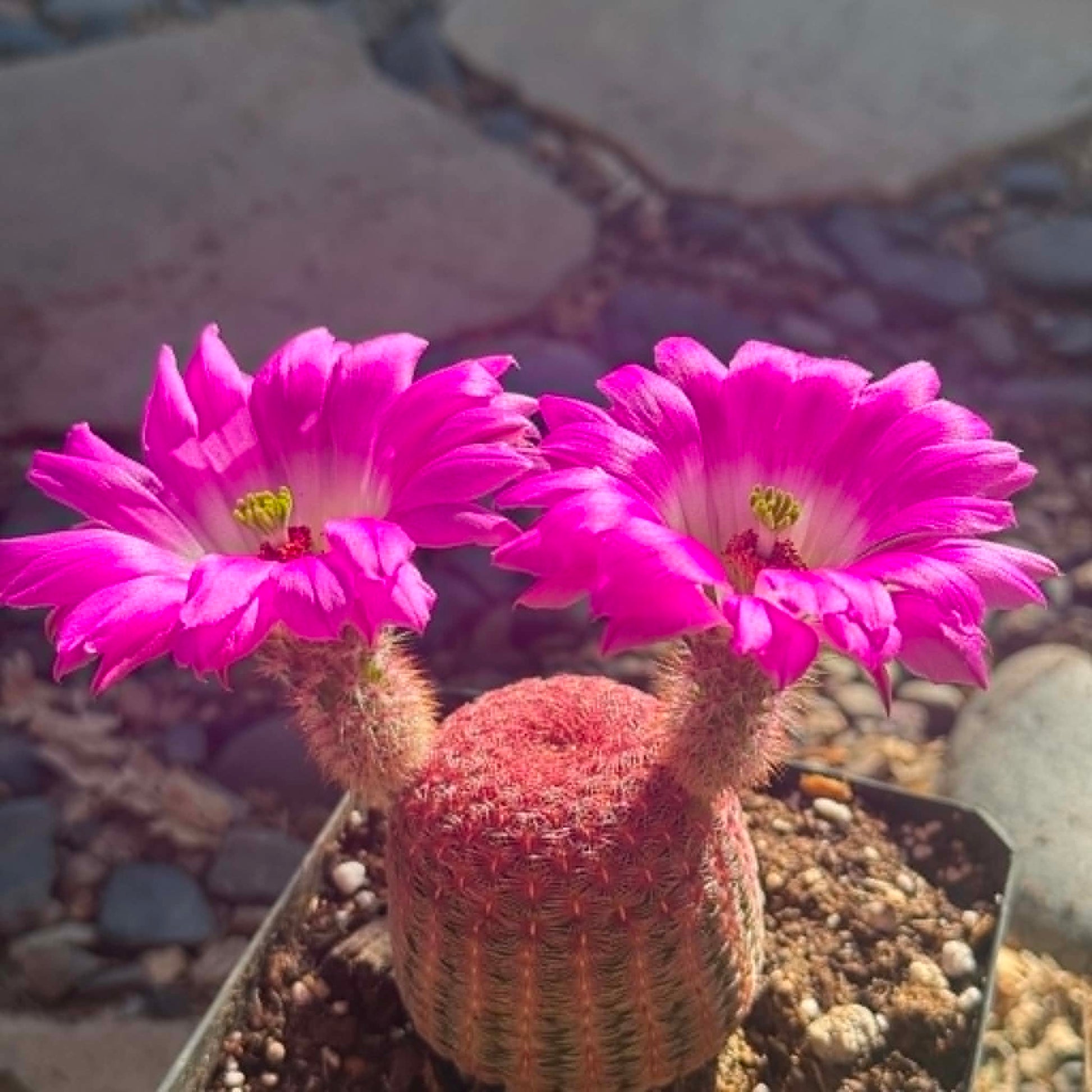 DesertScapeSucculent Cactus Echinocereus rigidissimus 'Rainbow Cactus'