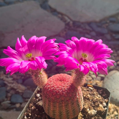 DesertScapeSucculent Cactus Echinocereus rigidissimus 'Rainbow Cactus'