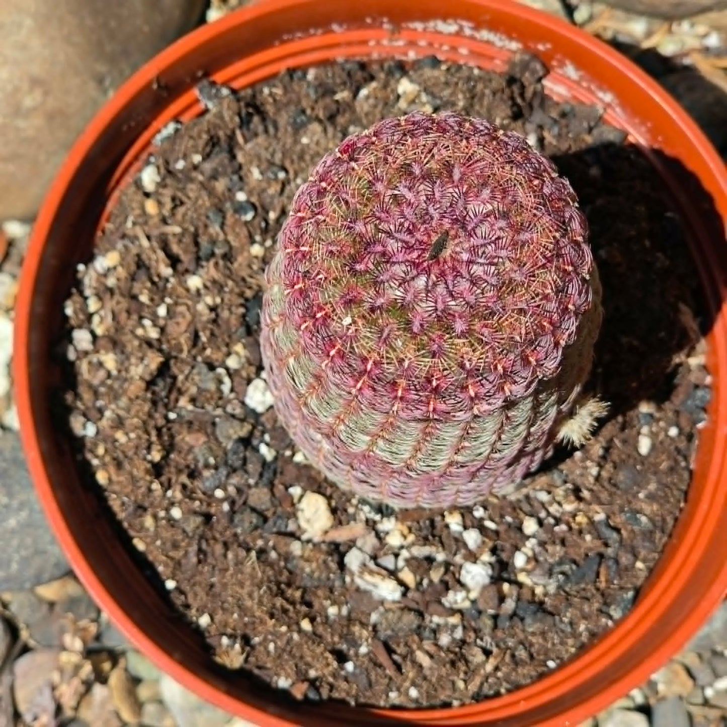 DesertScapeSucculent Cactus Echinocereus rigidissimus 'Rainbow Cactus'