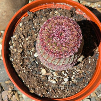 DesertScapeSucculent Cactus Echinocereus rigidissimus 'Rainbow Cactus'