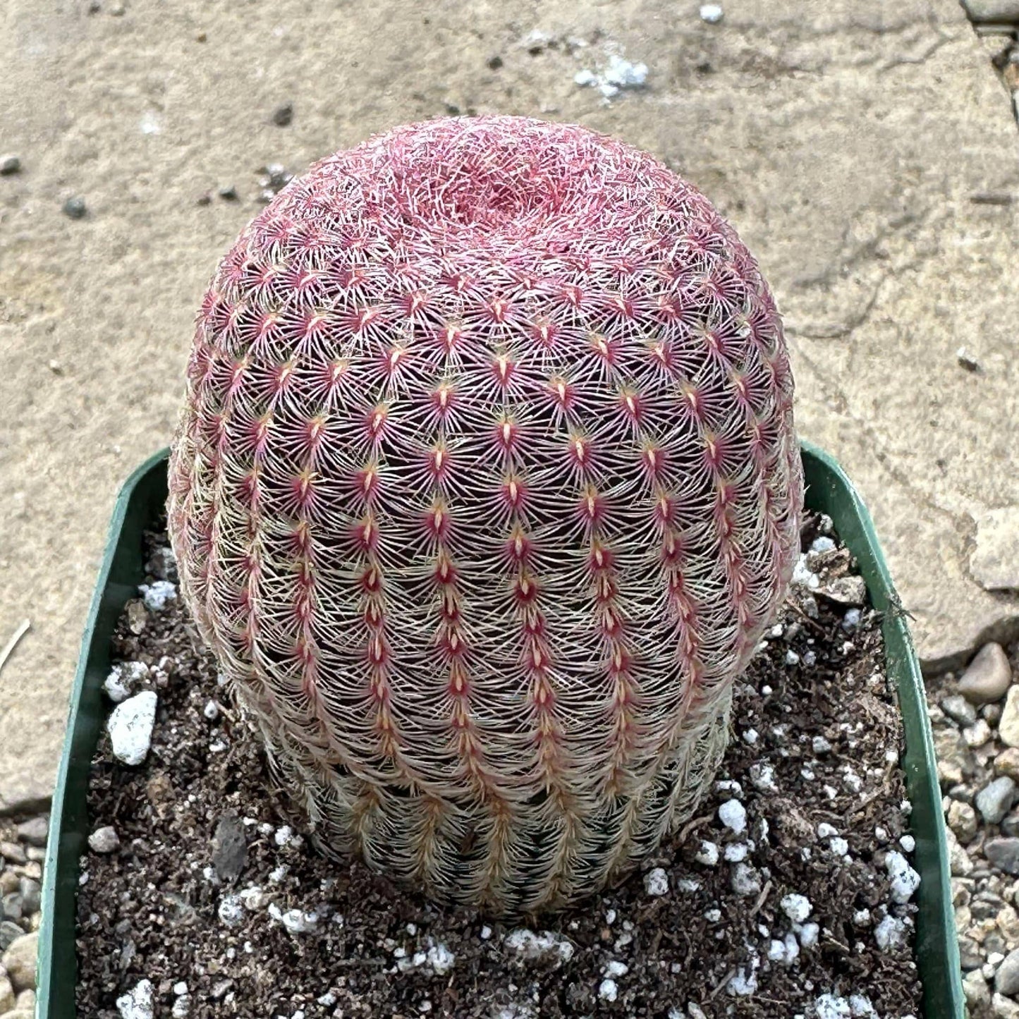 DesertScapeSucculent Cactus 4" Assorted Echinocereus rigidissimus 'Rainbow Cactus'