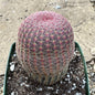 Echinocereus rigidissimus 'Rainbow Cactus' - 4 Inch Assorted - Cactus - DesertScapeSucculent