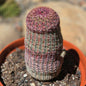 DesertScapeSucculent Cactus 6 Inch Assorted Echinocereus rigidissimus 'Rainbow Cactus'