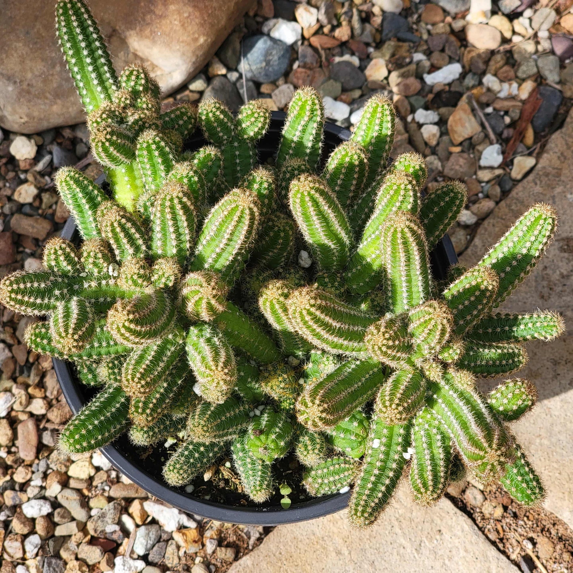 types of peanut cactus Echinopsis chamaecereus 'Peanut cactus' – DesertScapeSucculent