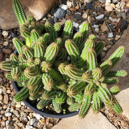 Echinopsis chamaecereus 'Peanut cactus' - 6 Inch Assorted - Cactus - DesertScapeSucculent