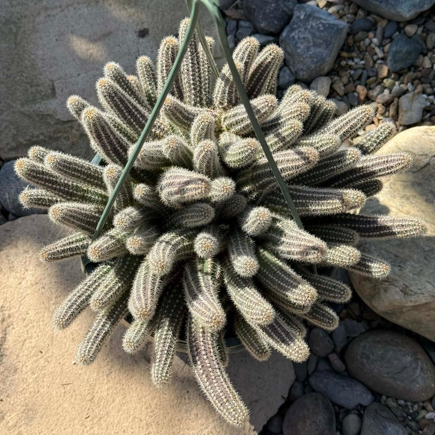 DesertScapeSucculent Cactus Echinopsis chamaecereus 'Peanut cactus'