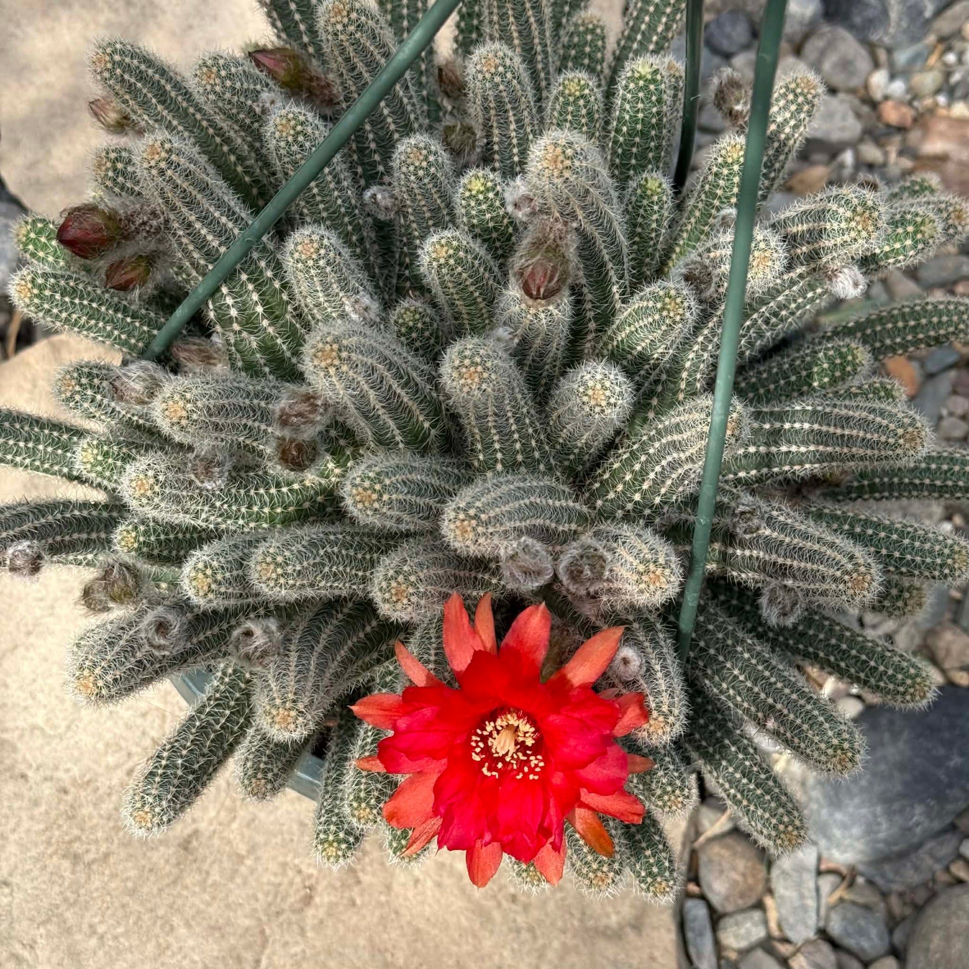DesertScapeSucculent Cactus Echinopsis chamaecereus 'Peanut cactus'