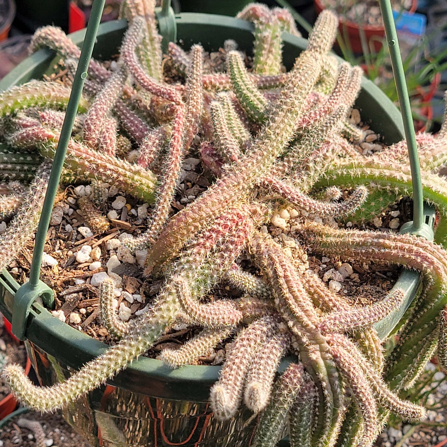 DesertScapeSucculent Cactus 8" Assorted Echinopsis chamaecereus 'Peanut cactus'