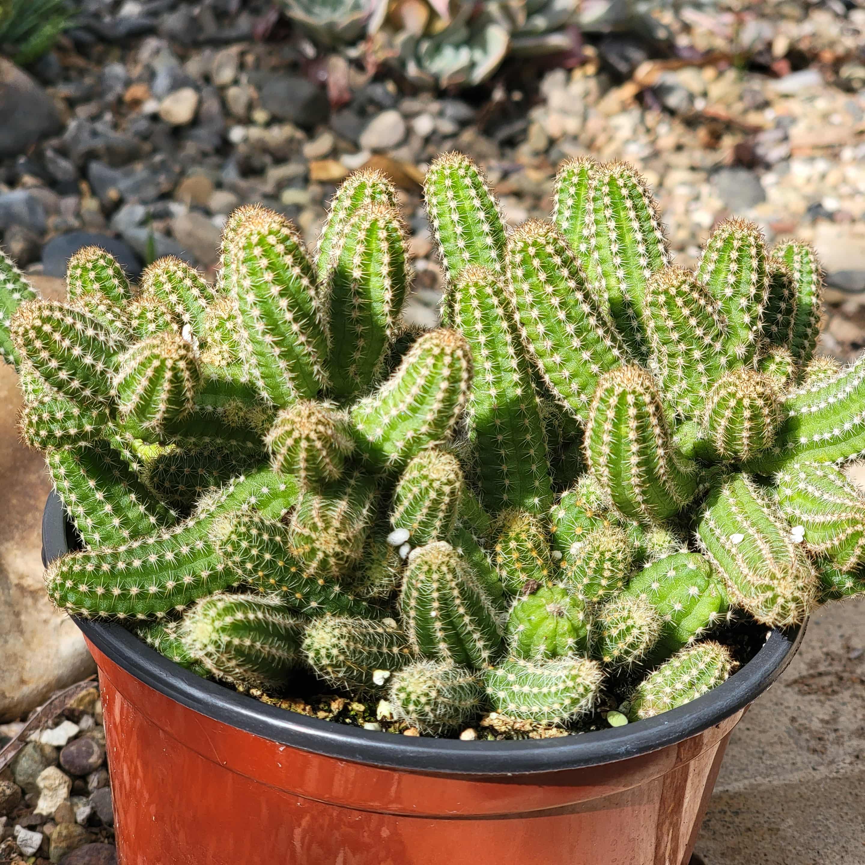 peanut succulent Echinopsis chamaecereus 'Peanut cactus' – DesertScapeSucculent