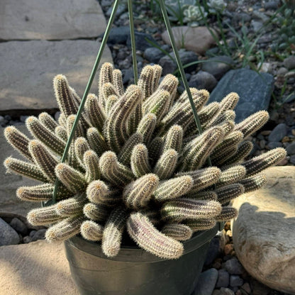 DesertScapeSucculent Cactus 8 Inch Assorted Echinopsis chamaecereus 'Peanut cactus'