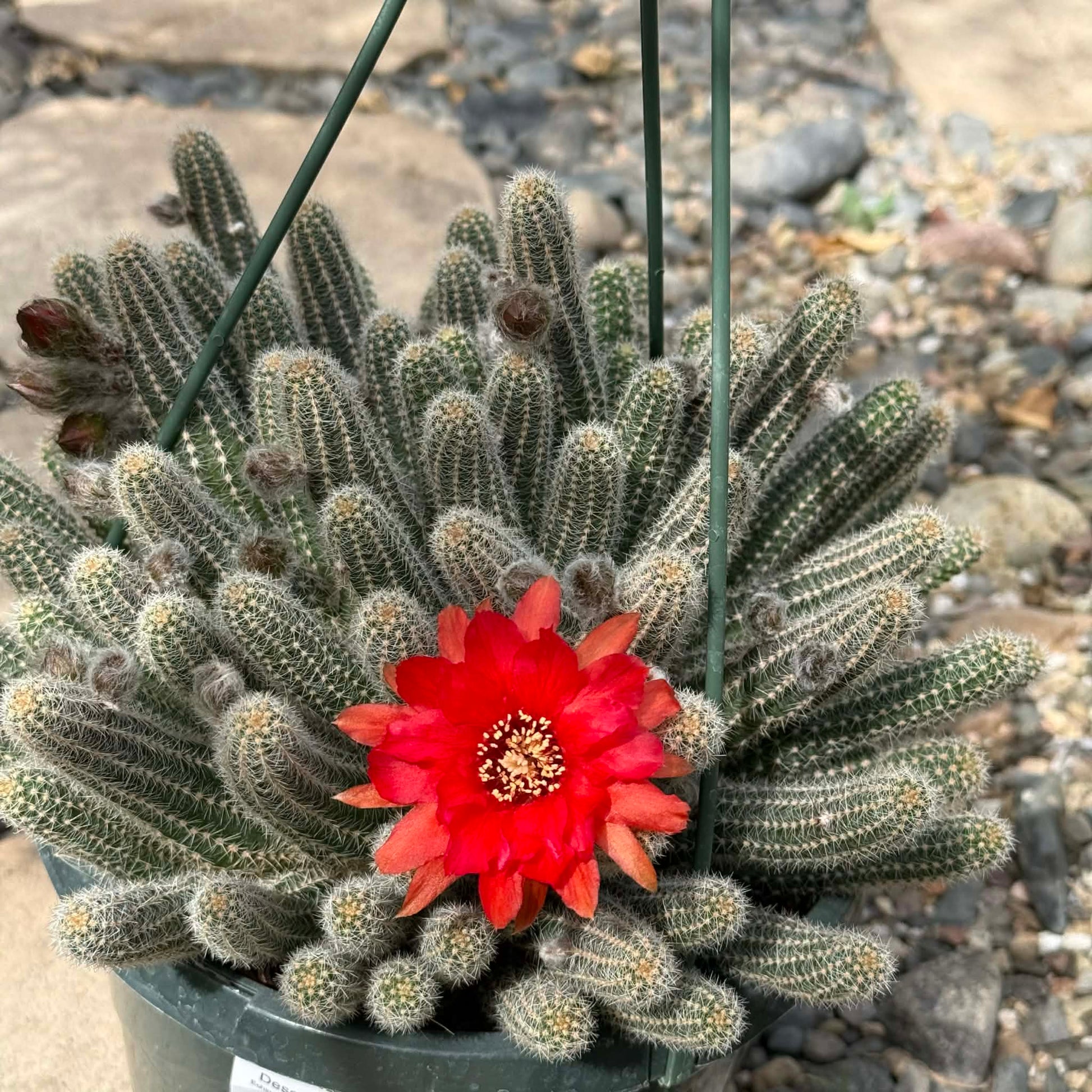 types of peanut cactus Echinopsis chamaecereus 'Peanut cactus' – DesertScapeSucculent