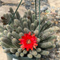 DesertScapeSucculent Cactus 8 Inch Assorted Echinopsis chamaecereus 'Peanut cactus'