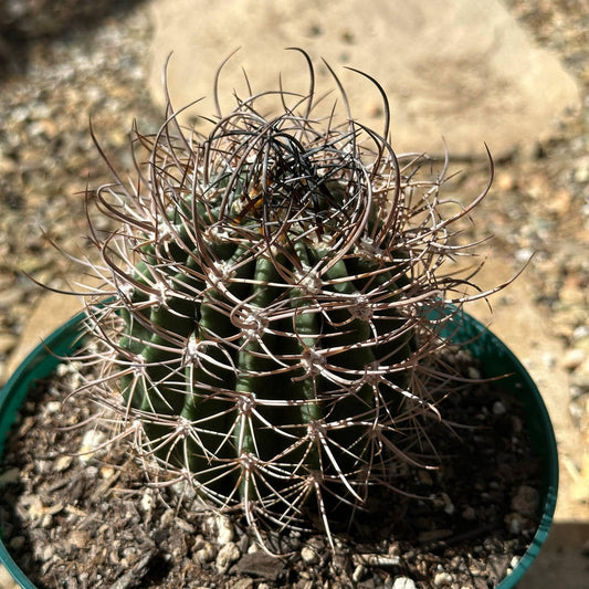 Echinopsis leucantha - 6 Inch Assorted - Cactus - DesertScapeSucculent
