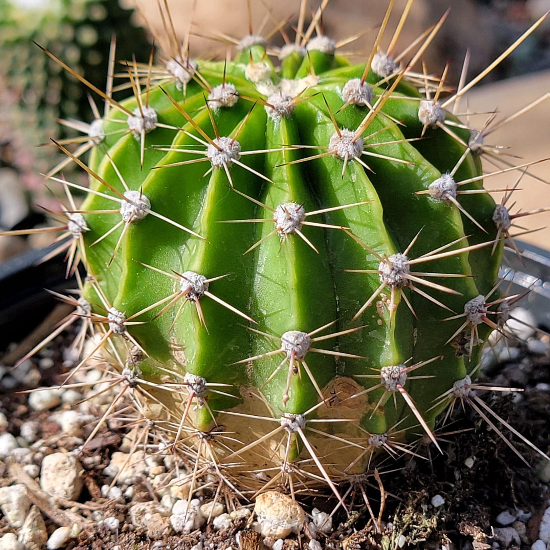 Echinopsis oxygona 'Easter Lily Cactus'