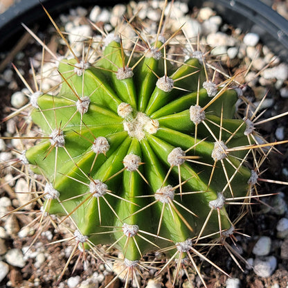 white easter lily cactus Echinopsis oxygona 'Easter Lily Cactus'