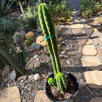 DesertScapeSucculent Cactus Echinopsis pachanoi 'San Pedro Cactus'