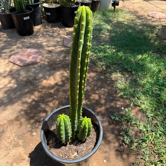 DesertScapeSucculent Cactus Echinopsis pachanoi 'San Pedro Cactus'