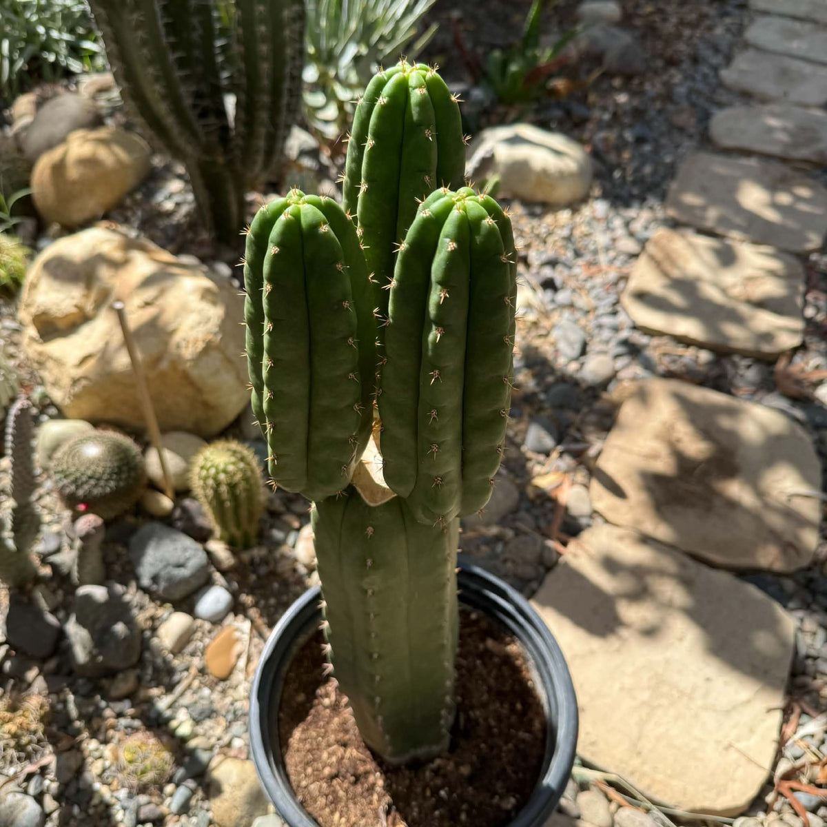 DesertScapeSucculent Cactus Echinopsis pachanoi 'San Pedro Cactus'