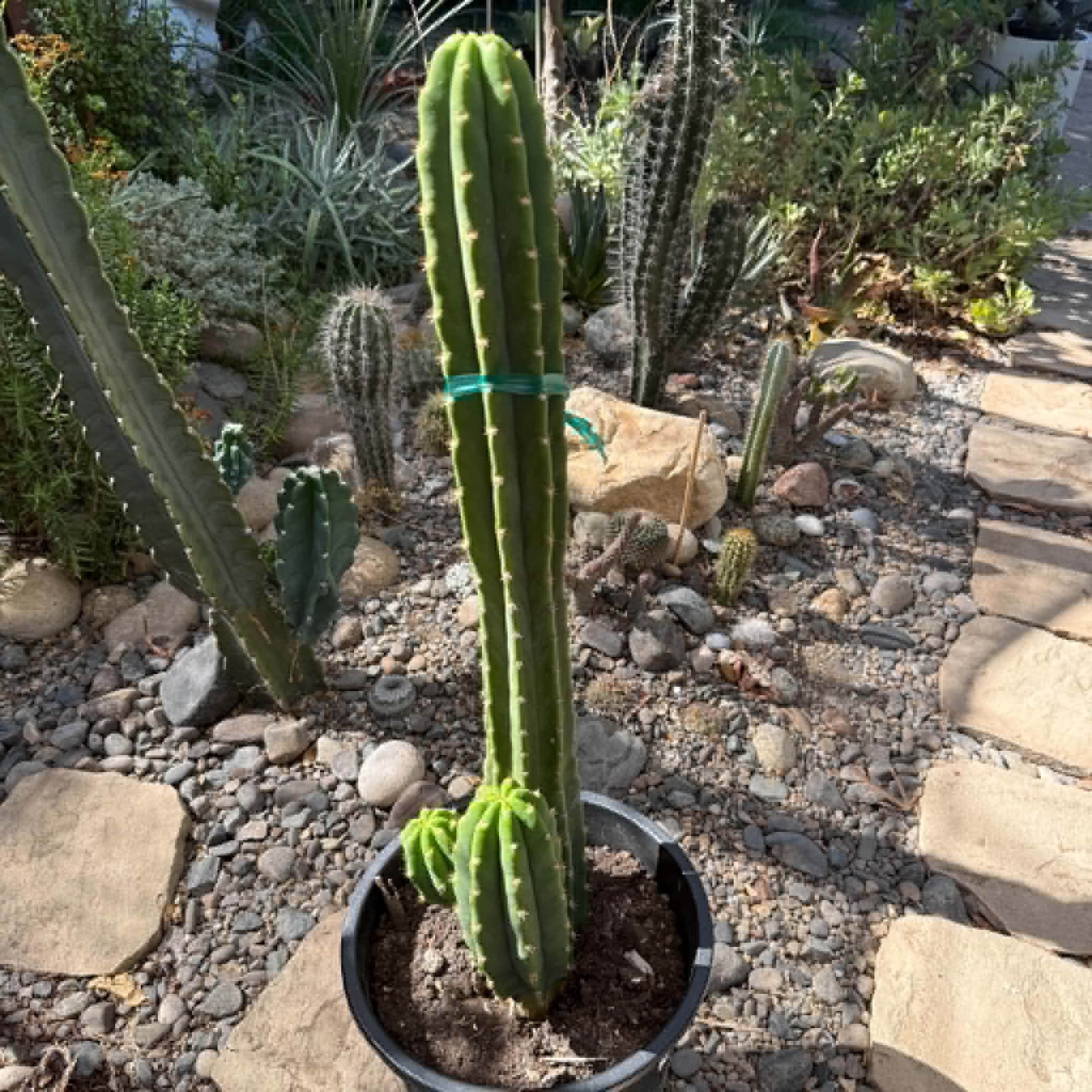 Echinopsis pachanoi 'San Pedro Cactus' – DesertScapeSucculent