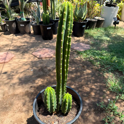 DesertScapeSucculent Cactus 5 gal Echinopsis pachanoi 'San Pedro Cactus'