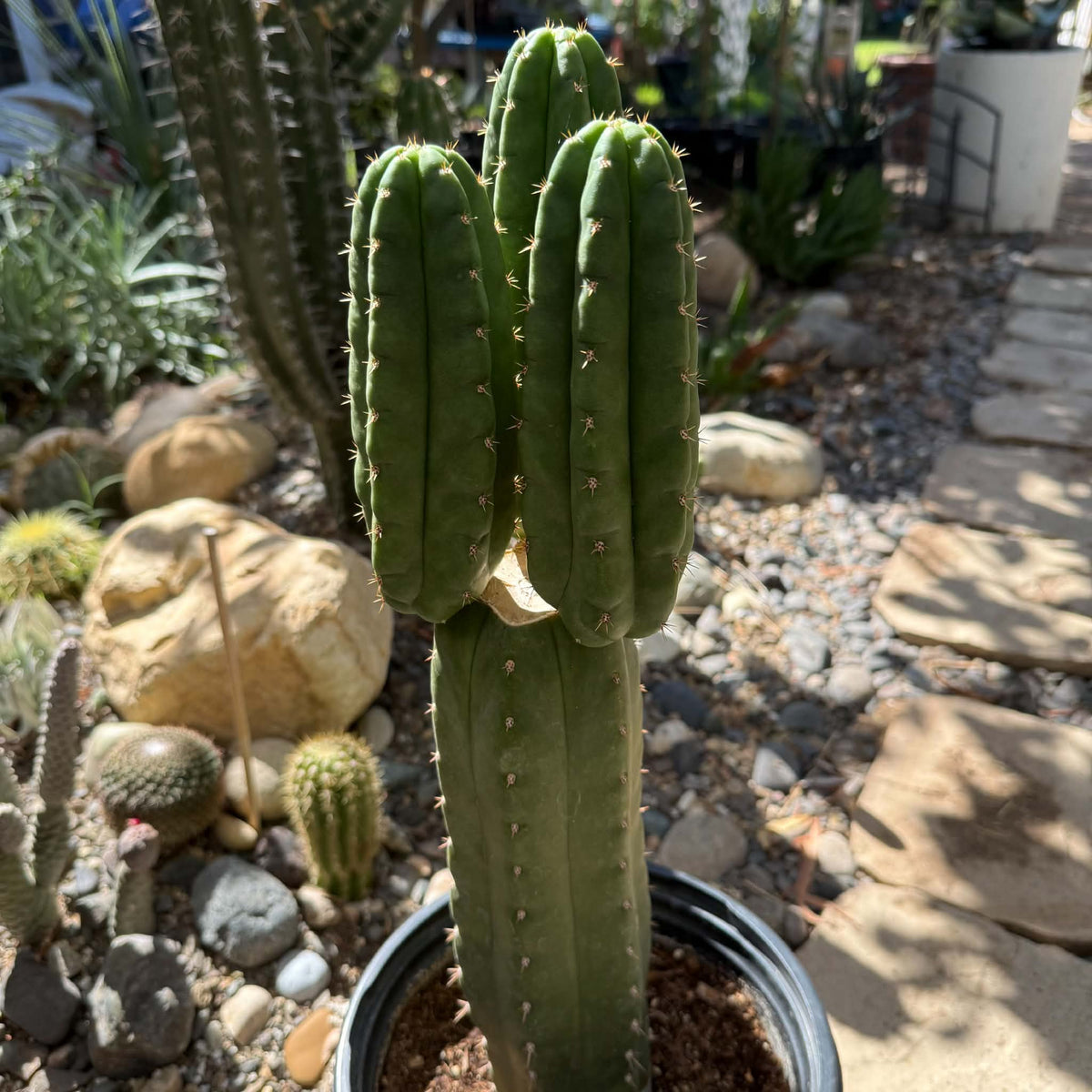 DesertScapeSucculent Cactus 5 gal Echinopsis pachanoi 'San Pedro Cactus'