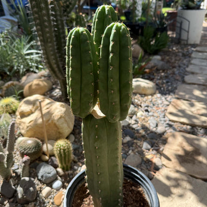 DesertScapeSucculent Cactus 5 gal Echinopsis pachanoi 'San Pedro Cactus'
