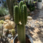DesertScapeSucculent Cactus 5 gal Echinopsis pachanoi 'San Pedro Cactus'