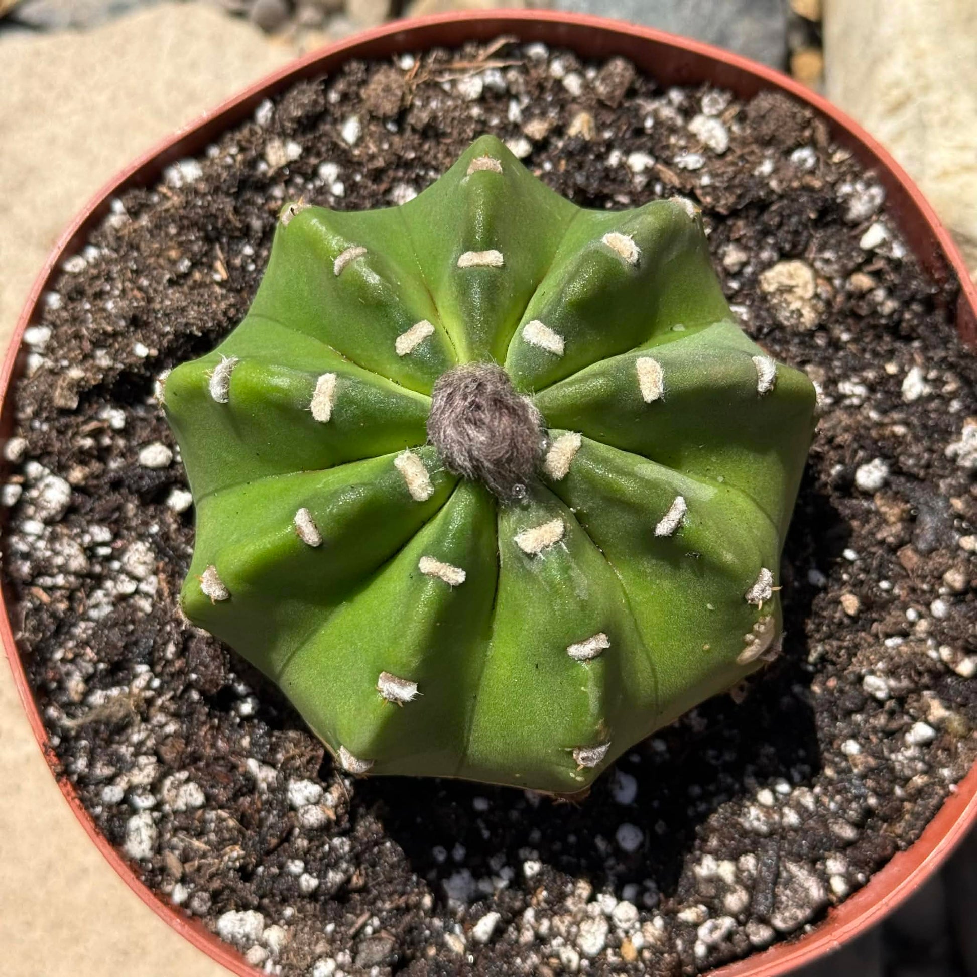 DesertScapeSucculent Cactus 6 Inch Echinopsis subdenudatum 'Domino Cactus'