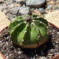 DesertScapeSucculent Cactus 6 Inch Echinopsis subdenudatum 'Domino Cactus'