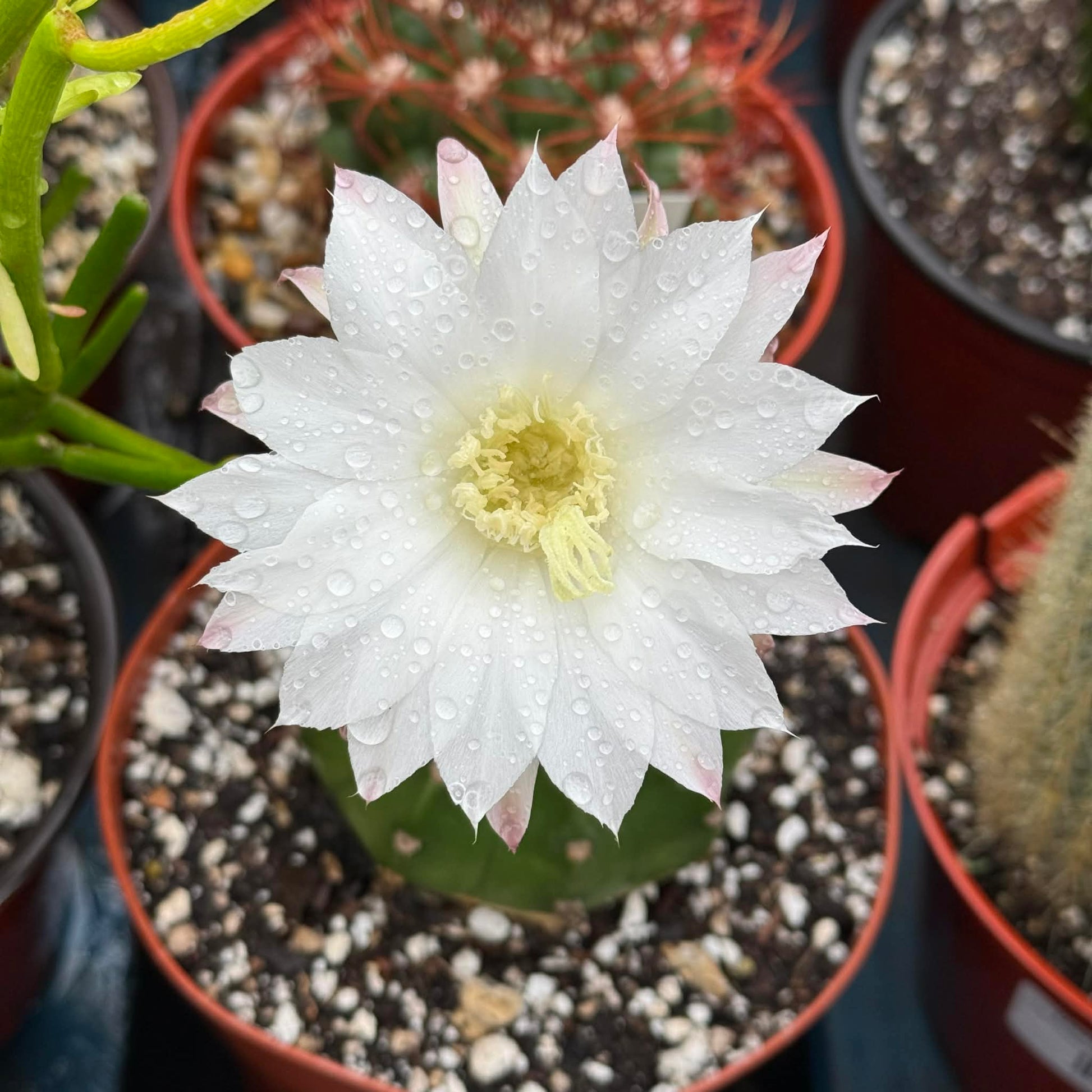 DesertScapeSucculent Cactus 6 Inch Echinopsis subdenudatum 'Domino Cactus'