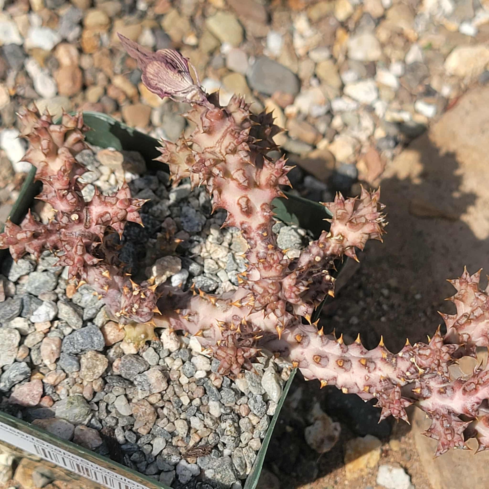 Edithcolea Grandis 'Persian Carpet Flower' - 4 Inch Assorted - Cactus - DesertScapeSucculent
